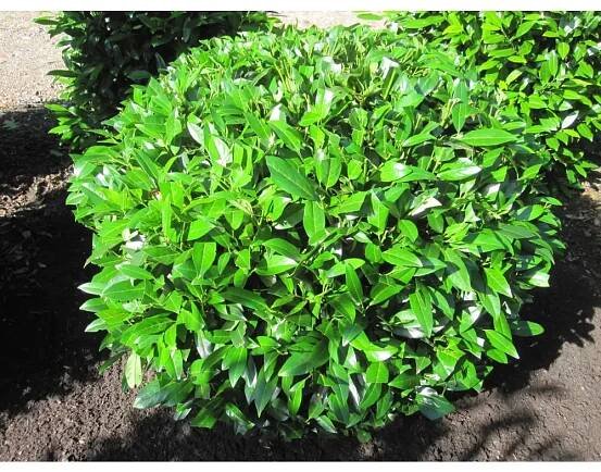 Prunus laurocerasus 'Herbergii' 30-40 cm VKR2L