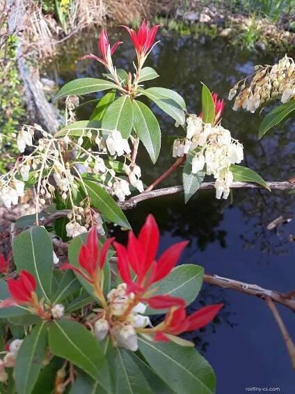 Pieris japonská (Pieris japonica)
