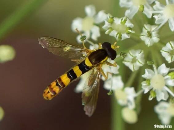 Sphaerophoria - pestřenka | Syrphidae - pestřenkovití | Natura Bohemica