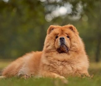 Husky Chow Chow Mix: What You Should Know!
