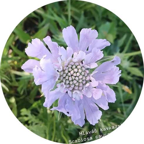 Hlaváč kavkazský - Scabiosa caucasica 'Blue'