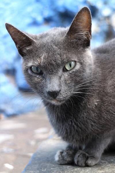 Cat from north Morocco