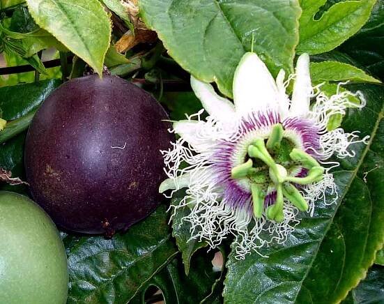 sazenice Passiflora edulis - mučenka jedlá - bazar - Hyperinzerce.cz