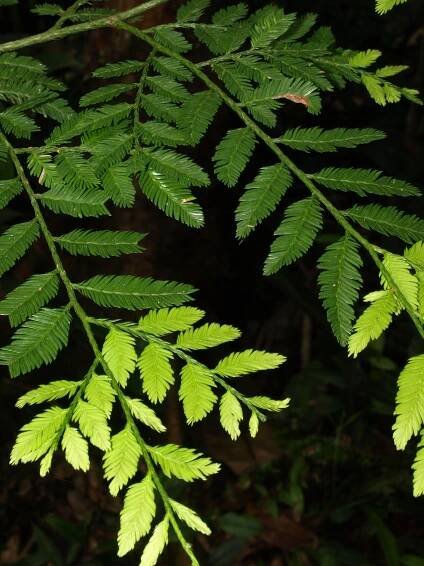 Dacrycarpus imbricatus
