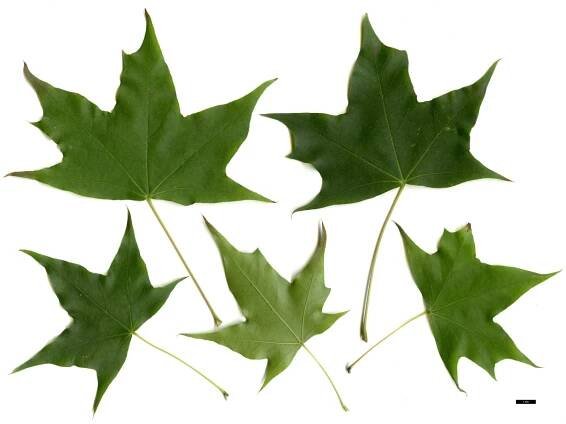Acer Species Vegetative Scans - Maple Society