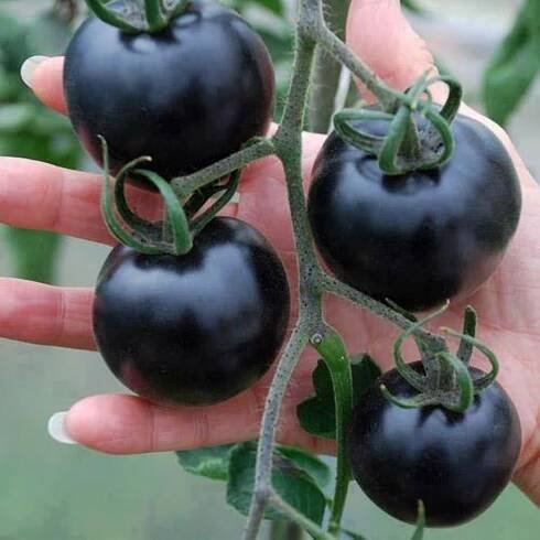 Tomato Indigo rose: recenze, popis, fotografie