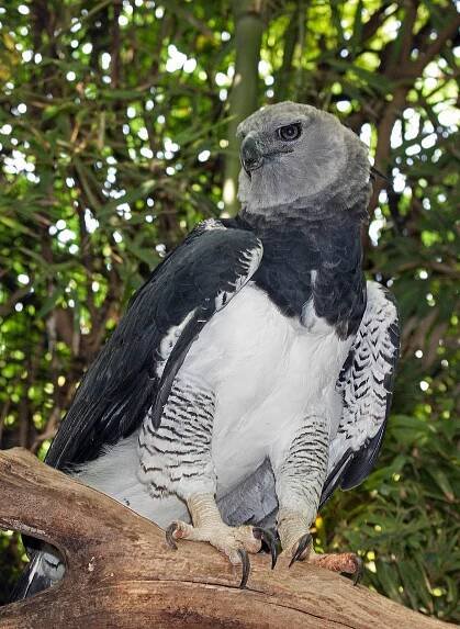 Harpia harpyja Harpy eagle captive FWZ 