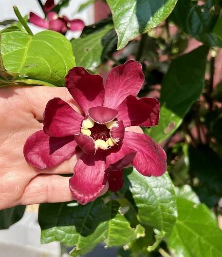 Calycanthus xraulstonii “ Aphrodite”, cca 140-150 cm