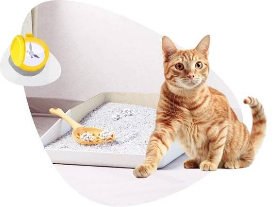 Pro ty, co se starají | KittyCare - Kitty Care 