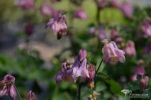Aquilegia vulgaris 'Heidi' | Perenniculum