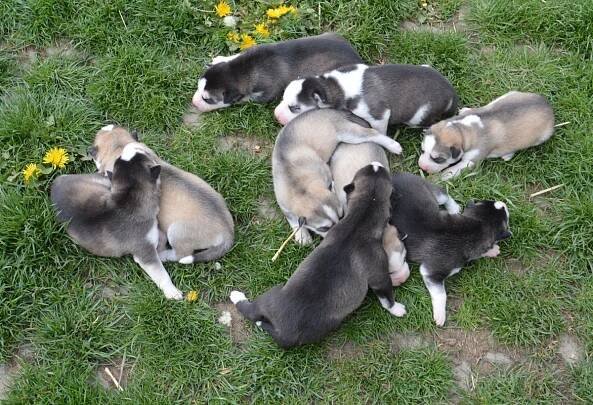 Czech Silver Star Chovná stanice Sibiřských husky