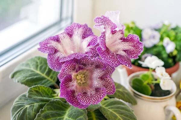 gloxinia hybrid houseplant with big white and magenta flowers on windowsill 