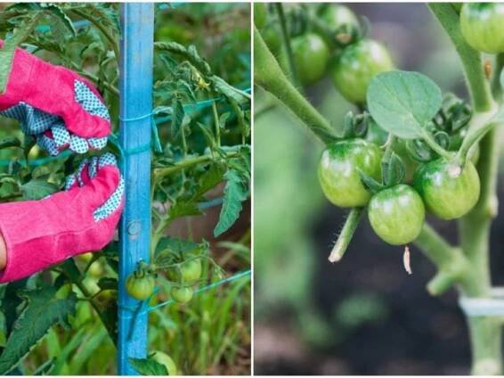Tomato Bible - Your Go-To Guide For Perfect Homegrown Tomatoes
