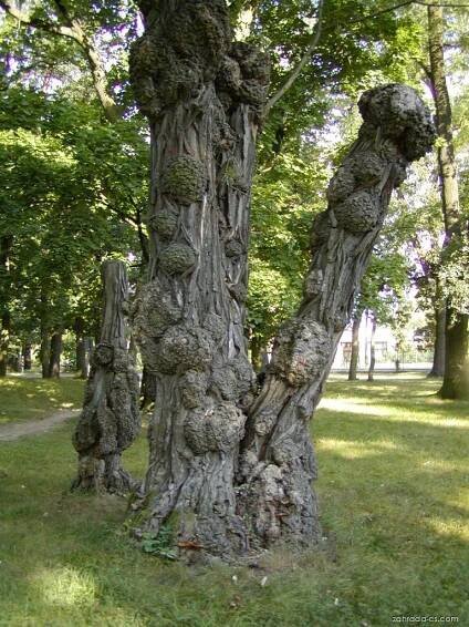 Trnovník akát - Robinia pseudoacacia, kůra, borka