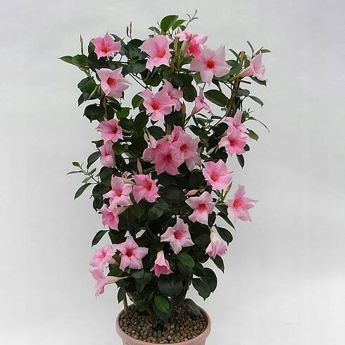 Pink Mandevilla Sanderi Seeds 5,23 g zxclku//