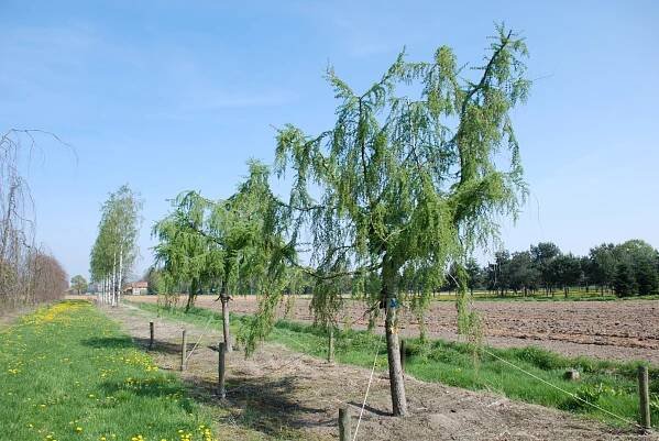 Larix decidua 'Pendula' | modřín opadavý 'Pendula' - Van den Berk školky