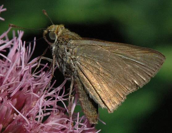 Lexington Alive - Butterflies
