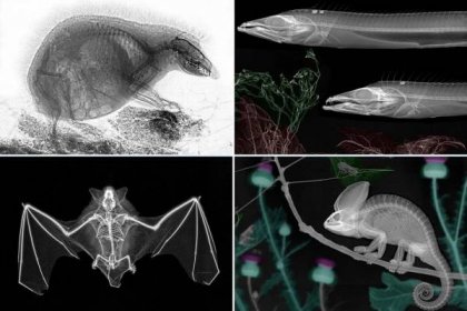 X-ray images of animals and plants. 