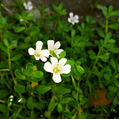 What Is Brahmi: Learn About Brahmi Plant Care And Garden Uses