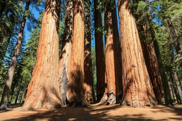 sequoia stromy v národním parku sequoia, kalifornie - strom generála shermana - stock snímky, obrázky a fotky