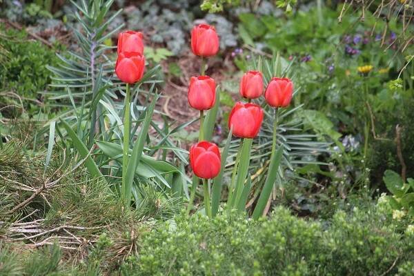 Arboretum Nový Dvůr u Stěbořic na Opavsku, 27. dubna 2023.