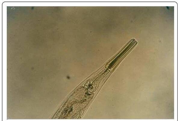 Figure 11 Anterior end of Pinworm bulbous in Green Iguana (Iguana iguana). 