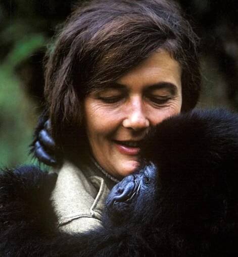 Káva Mountain Gorilla Coffee Dian Fossey | Mountain Gorilla