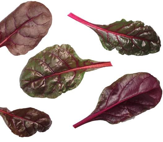 Beet Leaf Bulls Blood Blood Red
