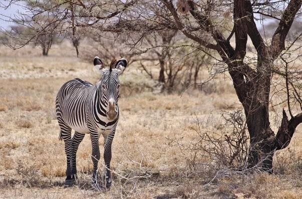 Zebra v rezervaci Samburu