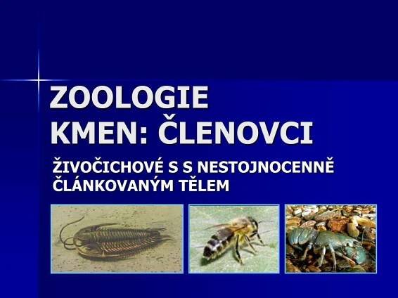 PPT - ZOOLOGIE KMEN: ČLENOVCI PowerPoint Presentation, free download - ID:542304