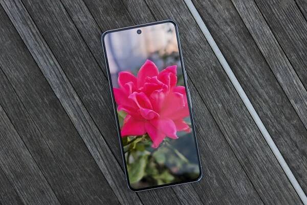 Photo of a flower displayed on the Google Pixel 8 Pro's screen.