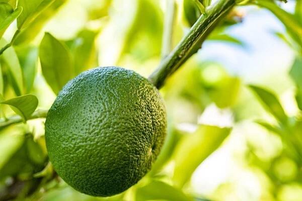 Bergamotová silice – Citroník bergamotový (Citrus aurantium ssp. bergamia) - Verge.cz
