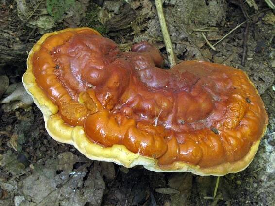 Ganoderma lucidum - lesklokorka lesklá - myko.cz