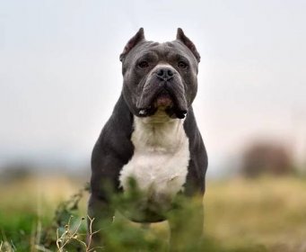 American Bully XL dogs are due to be banned by the end of the year in the UK