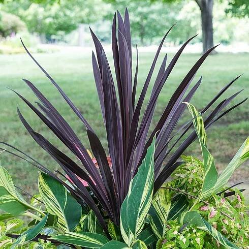 Cordyline australis 'Red Star'