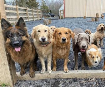 Pack Patience at it&rsquo;s finest! #beafarmdog #farmdogadventures #opbarks #phillydogtraining #phillydogs #dogsofphilly #dogtrainer #dogsocialization