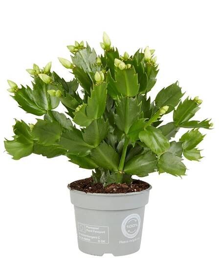 Schlumbergera Tendenza® Grande 9 cm | Rosa Danica