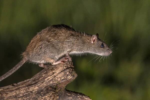 How to Prevent Rodent Damage to Cars - Forterra Pest Control