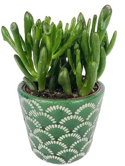 https://imgcdn.kvetinyexpres.cz/TyhpEq7uIon2ei1ZyXLncjQYOWk=/0x0/http://varkala/cache/675/900/image/Crassula-ovata-shrekovo-ucho.png