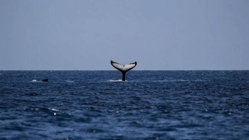 Velryby s lidskými právy. V Pacifiku je vnímají jako předky, mají je chránit zákony