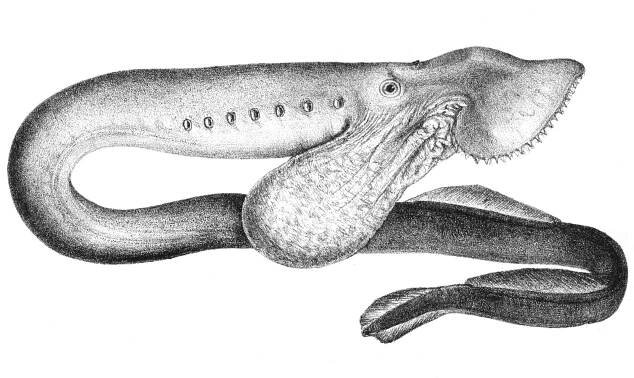 Geotria