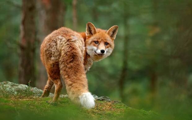 Fuchs im Wald von hinten, der sich umdreht und direkt in die Kamera schaut