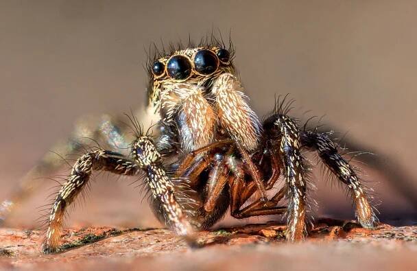 The Start of the Insect/Spider Macro Season…