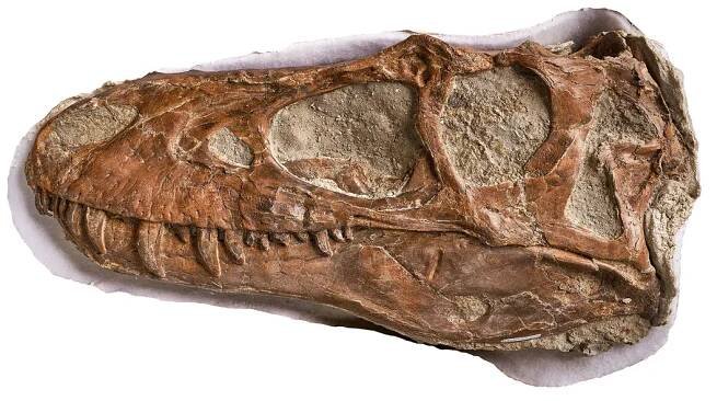 Gorgosaurus Skull