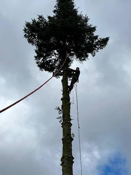 Rizikové kácení stromů za pomocí lezecké techniky, Brniště, Luhov, Kácení Musil