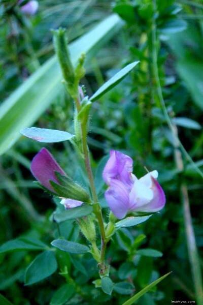 Jehlice trnitá (Ononis spinosa)