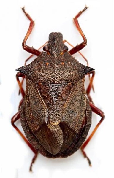 Obrázek - Picromerus bidens (kněžice ostrorohá) | BioLib.cz