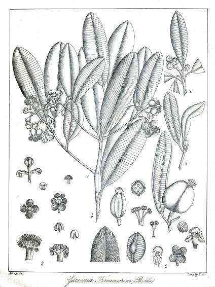Garcinia travancorica