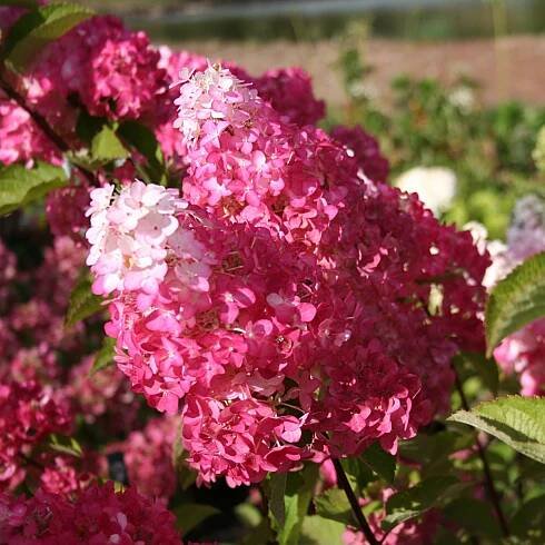 HORTENZIE KYTICE FRAISE MELBA RŮŽOVO-ČERVENÁ Země Polsko