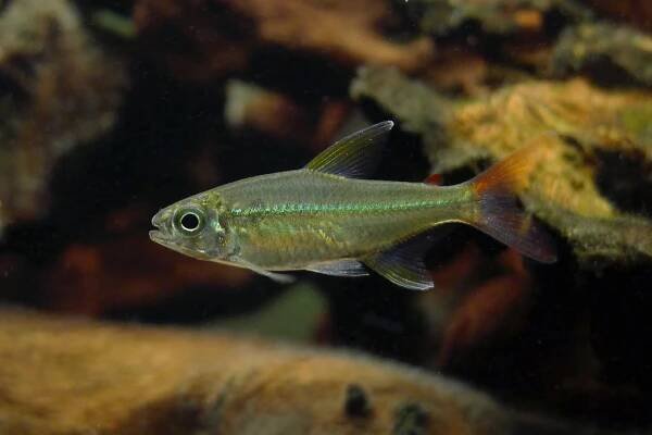 Tetra Collettova - Moenkhausia colletti - OFRII.com - Akvaristika